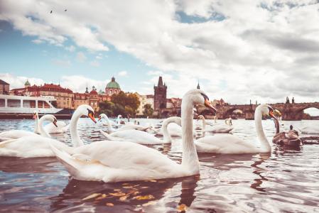 White Swans near Charles Bridge in Prague #2