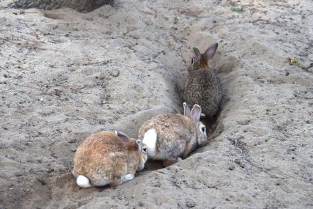 兔子洞免费照片