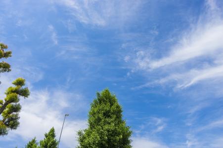 免费股票照片蓝蓝的天空和树