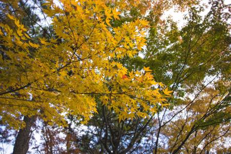 秋叶免费图片