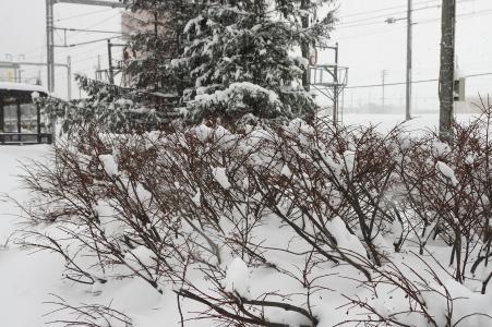 雪和树免费图片