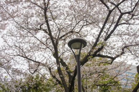 在墨田公园樱花免费照片
