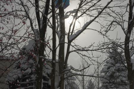 雪和树（背光）免费股票照片