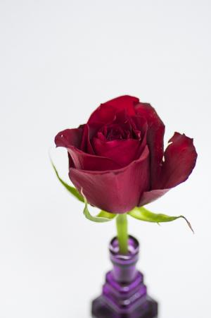 玫瑰花瓶免费照片