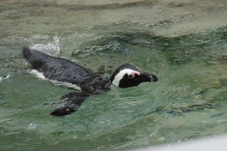 游泳企鹅免费图片
