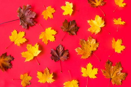 秋叶在平坦的红色背景