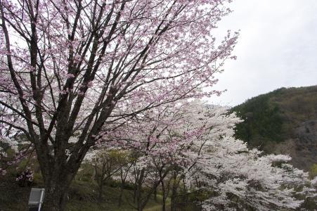 Watarase公园的樱花免费照片