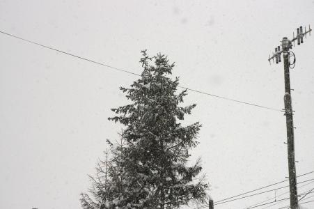 雪和树免费图片