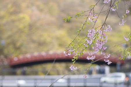 樱花和桥免费股票照片