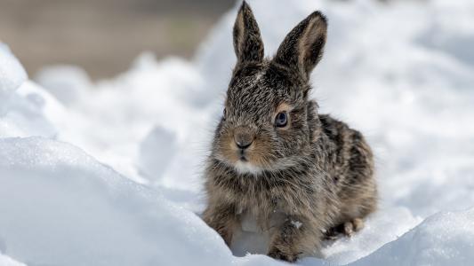 雪中的灰兔