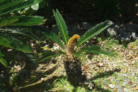 冲绳植物免费照片素材