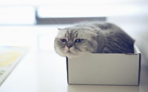 纸盒里的猫咪