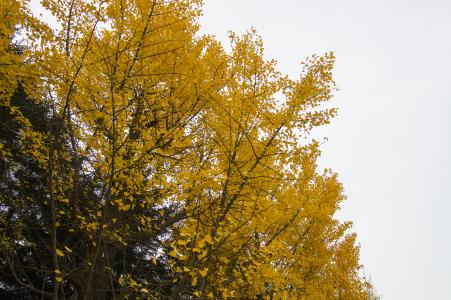 中岛公园的银杏免费库存照片