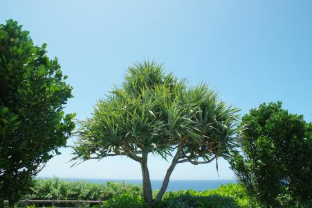 棕榈树免费图片