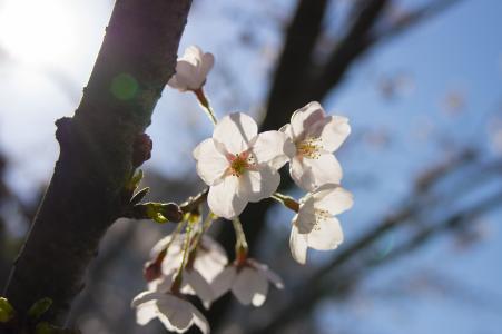 樱桃花瓣免费图片