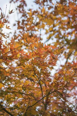 秋叶免费图片