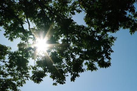 太阳和树免费图片