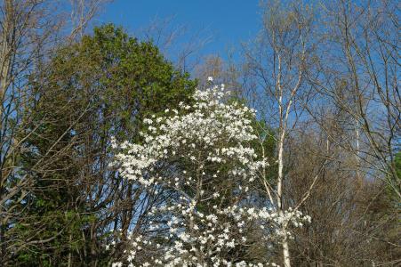 白花树免费照片