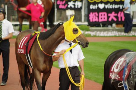 Racehorse（布纳维斯塔）免费图片
