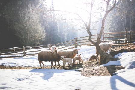 绵羊家庭在冬天