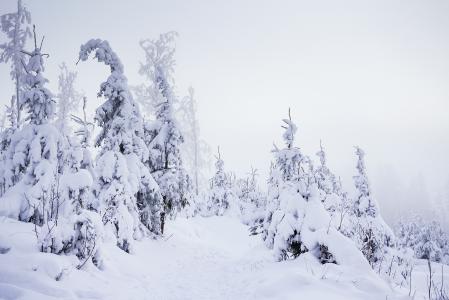 在大雪下的山森林足迹