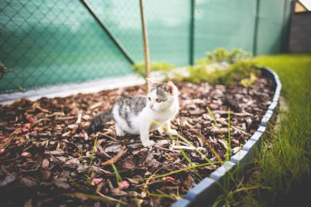 蒙蒂猫在花园里