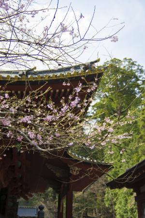 樱花和靖国神社免费图片