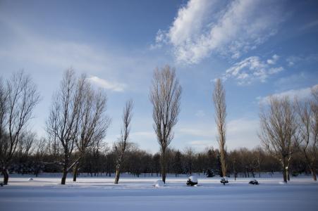 冬天树和天空免费图片