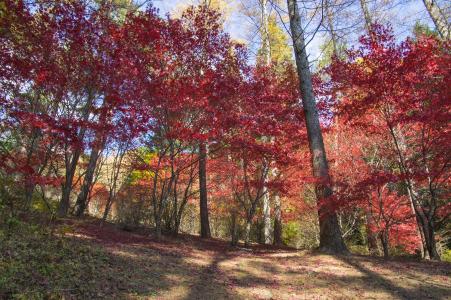 Mitsuzen的秋叶免费照片素材