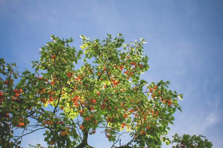 在天空中的杏树