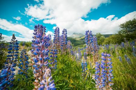 Lupines Mountain Flowers #2