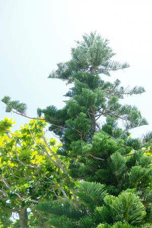 自然和木材免费图片冲绳