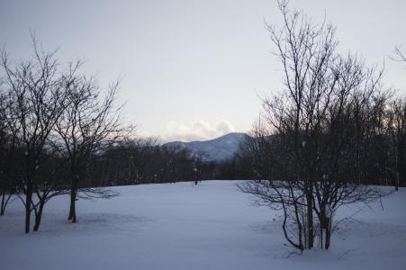 冬天树免费图片
