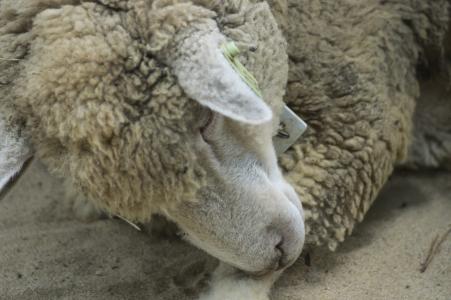 绵羊（睡着的绵羊）免费图片