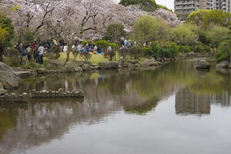 在墨田公园樱花免费照片