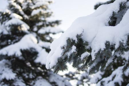 针叶树和雪免费图片