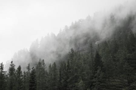 森林树梢在雾中