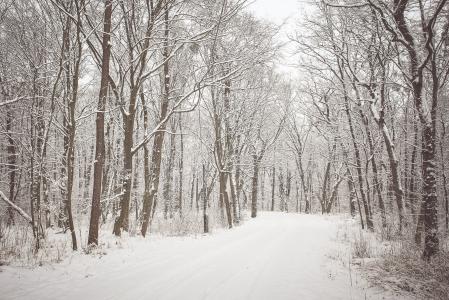 多雪的冬天路在森林里