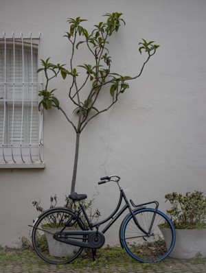 靠在白墙上的树和自行车