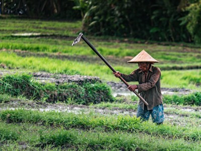 稻田里劳作的农民