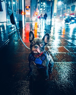 雨夜街头的斗牛犬
