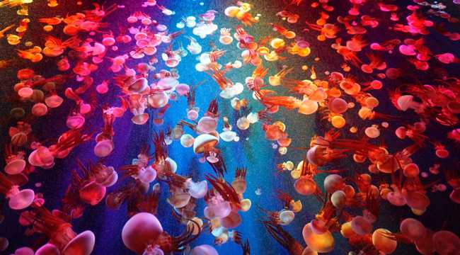 深海里的彩色水母群