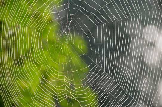 高清蜘蛛网素材图片