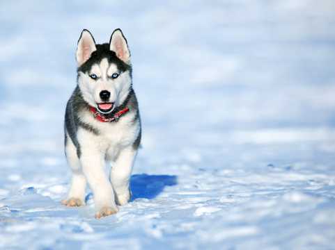 温顺的雪橇犬图片