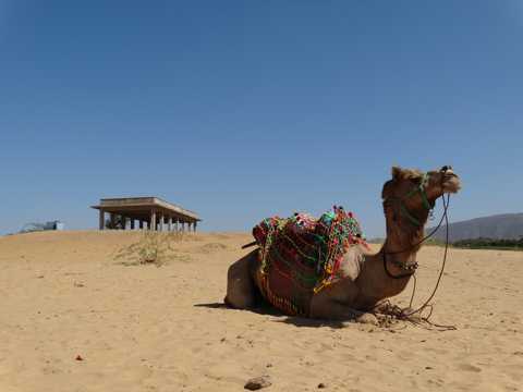 大漠中的骆驼高清图片