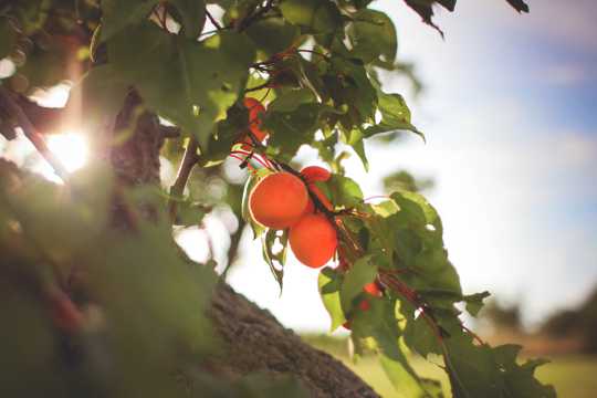 枝头上的杏子图片
