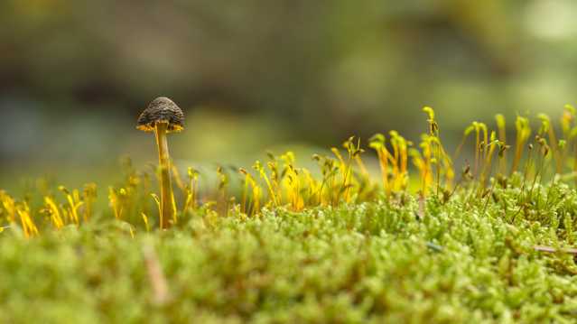 草地上的小蘑菇图片