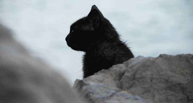 黑色的猫图片