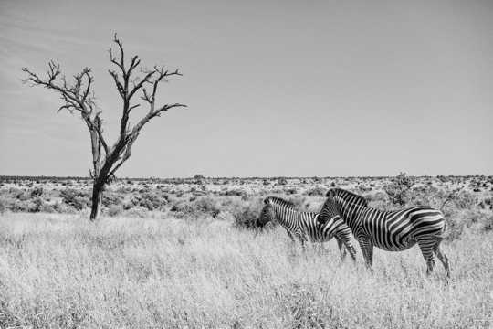 非洲草地斑马黑白图片