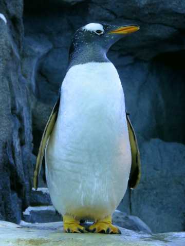巴布亚企鹅图片